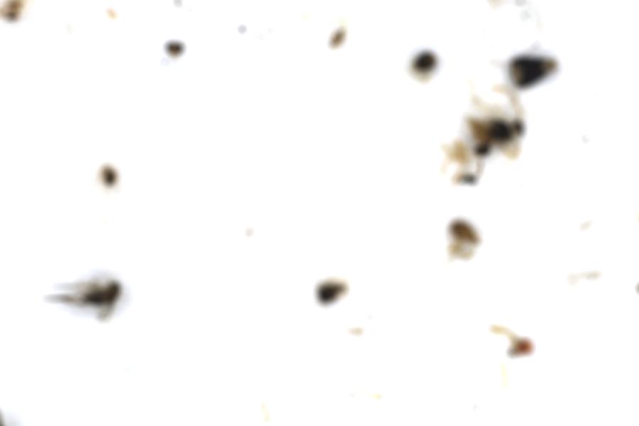 Image 48